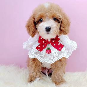 Maltipoo