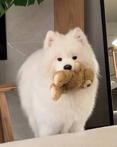 G8151 Boopable Samoyed cuteness overload right her