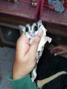 Sugar Glider