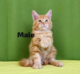 mainecoon kitten male
