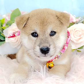 Shiba