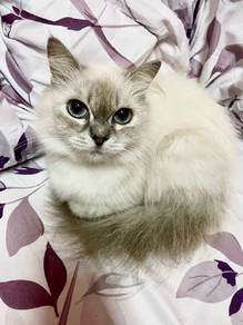 Kucing Persian Mix untuk let go