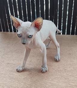 Sphynx 