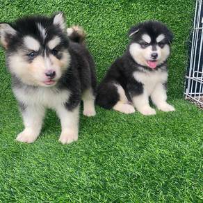 husky u