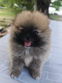 teacup Pomeranian 