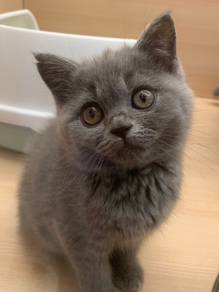 BSH Blue