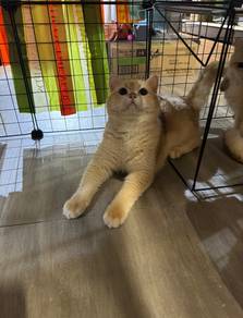 British Shorthair Golden NY12 Jantan Male