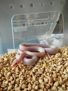 Blizzard Corn Snake