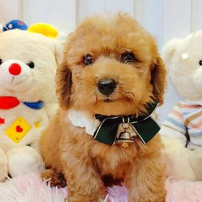Poodle