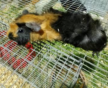 Guinea Pig 