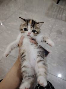 Kucing ff calico tabby female cat with package
