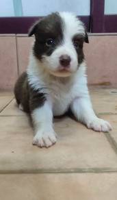 Border collie male female with mka