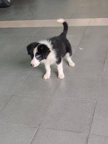 Border collies puppy