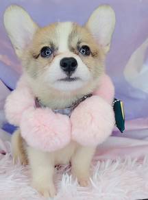 Welsh Corgi