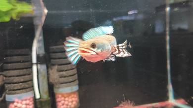 blue pulchra display