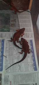 Bearded Dragon 