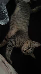 cat For free