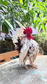 Ayam serama