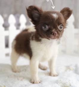 CHIHUAHUA PUPPIES CH321🌷 Head Apple Long Hair