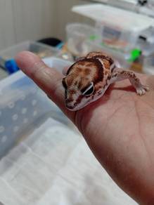 Fattail Gecko 