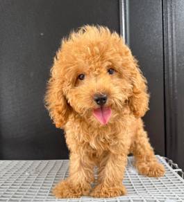 Toy poodle 