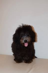 J0776 Poodle fluffy, friendly, and charming puppy