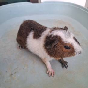 Guinea pig