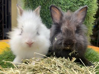 lionhead Mix TeddyBear