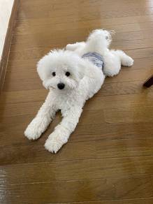 T580 Charming Bichon beautiful and charming little