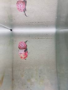 Red kamfa 