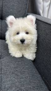 Fluffy West Highland White Terrier (M) 纯种软毛西高地 男生