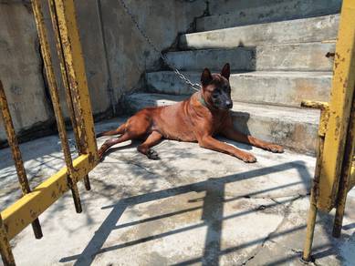 Thailand female ridgeback 