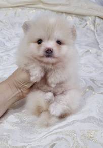 POMERANIAN PUPPIES A150 🌻 Sort of shine Boy~Girl