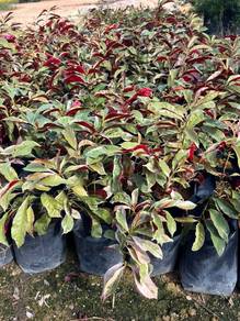 Excoecaria Cochinchinensis 'Firestorm'