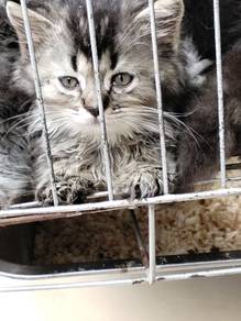 British longhair kitten age 3 month