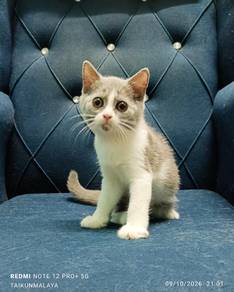 BSH Kitten Bicolor