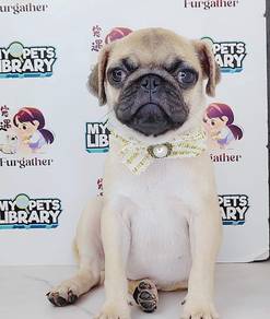 Pug