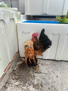 Ayam Serama 