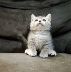 Kucing Munchkin BSH Kitten