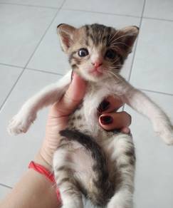 BSH mix tabby cat (kitten)