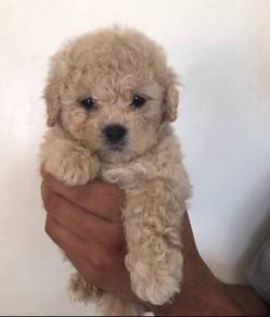 T1881 Snugglebug Poodle Little Cute Bear Face Pupp