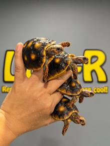 Red-Footed Tortoise / Kura-kura