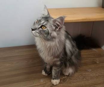 Mainecoon Untuk Dijual !!