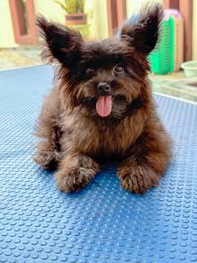 PomPoo