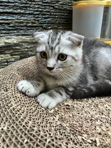 Scottish Fold Munchkin Kitten Mix Bsh (Marble)