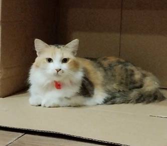 Calico Persian Cat