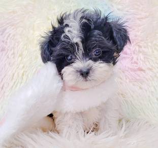 Maltipoo