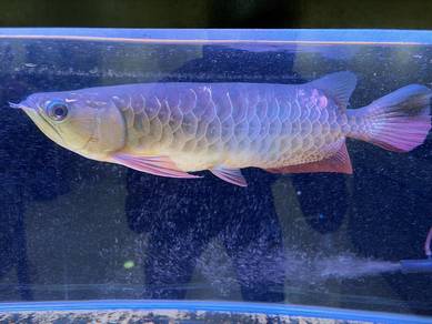 Golden Arowana