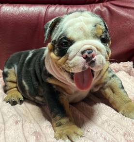 ENGLISH BULLDOG PUPPIES  Male C023