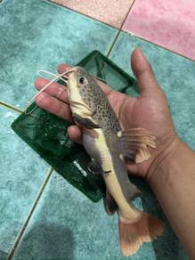 Ikan Rtc